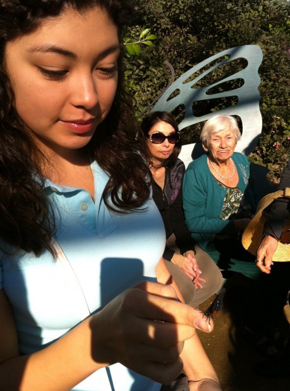 Butterfly garden